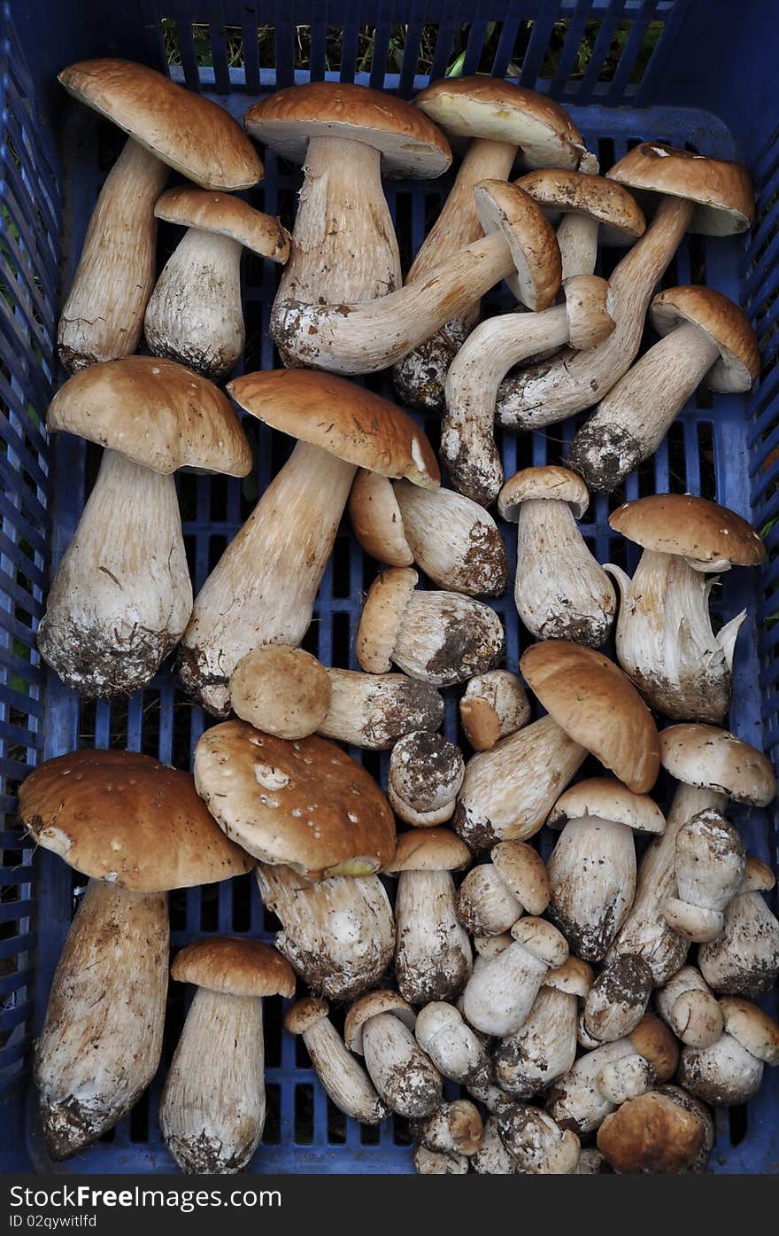 Ceps in a plastic box