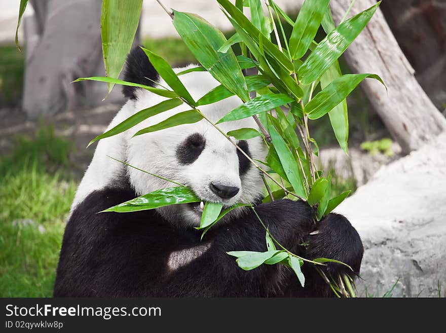 Feeding time. Giant panda eating bamboo leaf