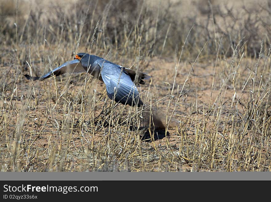 Southern pale chanting goshawk