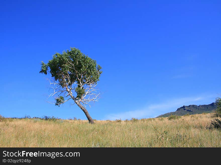 Green birch among yellow dry steppe. Green birch among yellow dry steppe