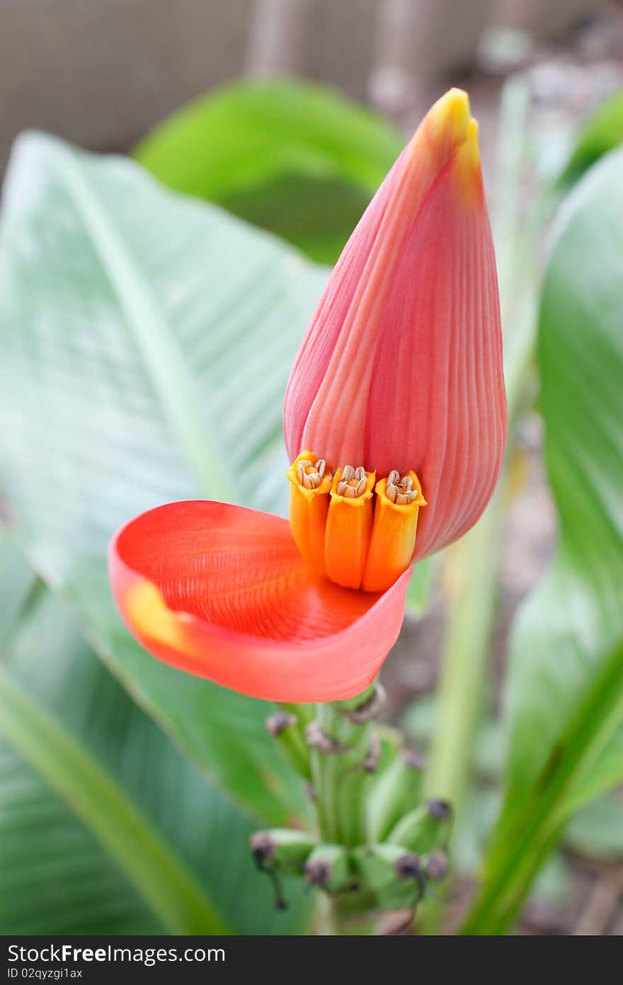 Sweet&Small Banana close-up