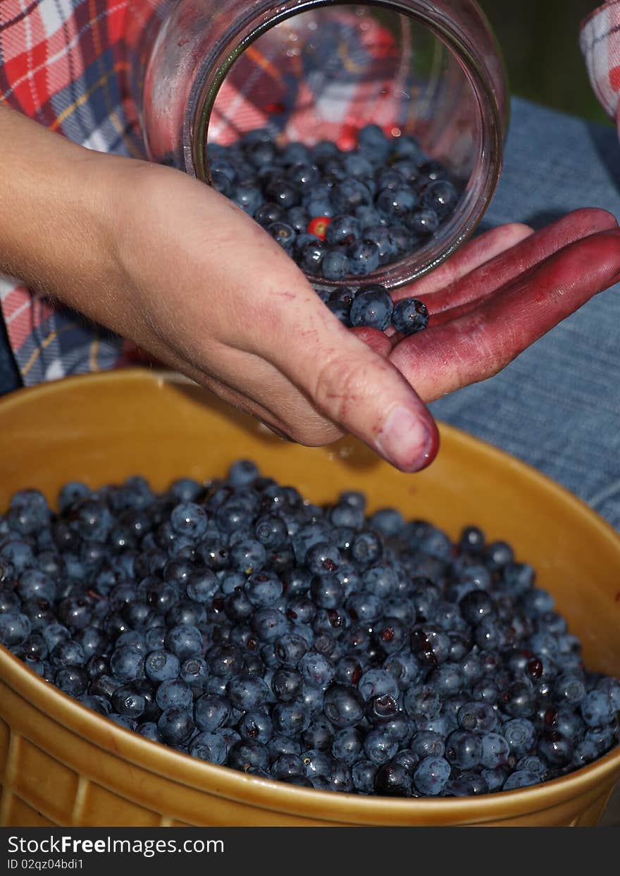 Selecting leaves with berries