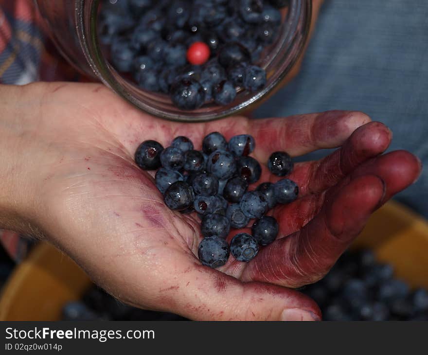 Selecting leaves with berries