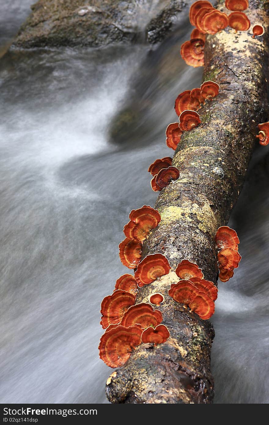 Stream In The Forest With Mushrooms, Red