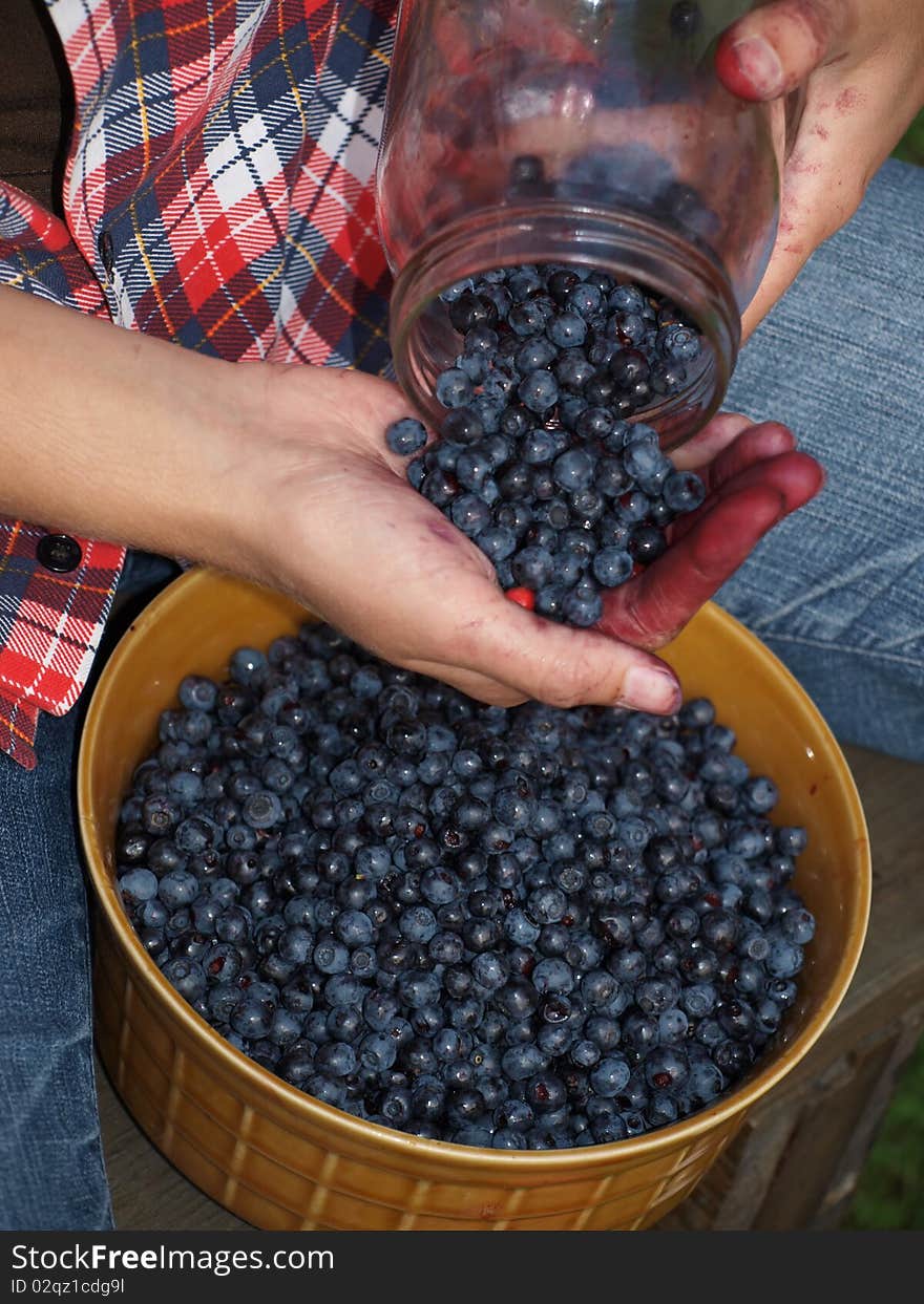 Selecting leaves with berries