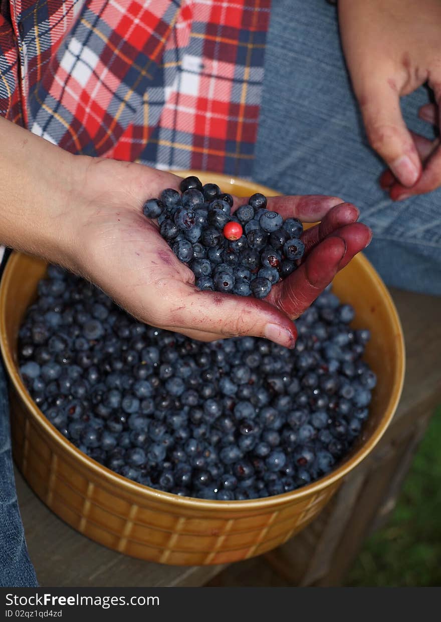 Selecting Leaves With Berries