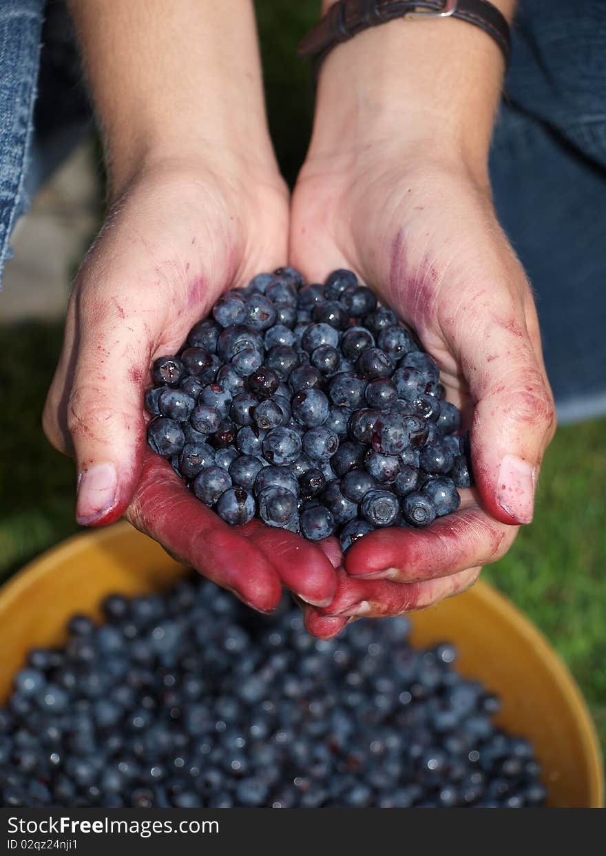 Selecting leaves with berries