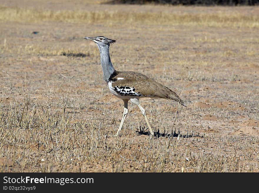 The Kori Bustard (Ardeotis kori) is a large bird native to Africa. It is a member of the bustard family and the heaviest bird capable of flight. The Kori Bustard (Ardeotis kori) is a large bird native to Africa. It is a member of the bustard family and the heaviest bird capable of flight.