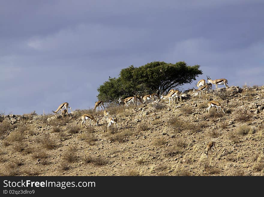 Springbok in the Kalahari