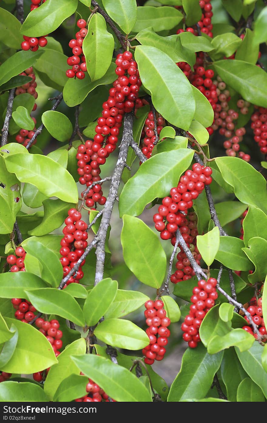 Branch of bush with wild red fruit. Branch of bush with wild red fruit