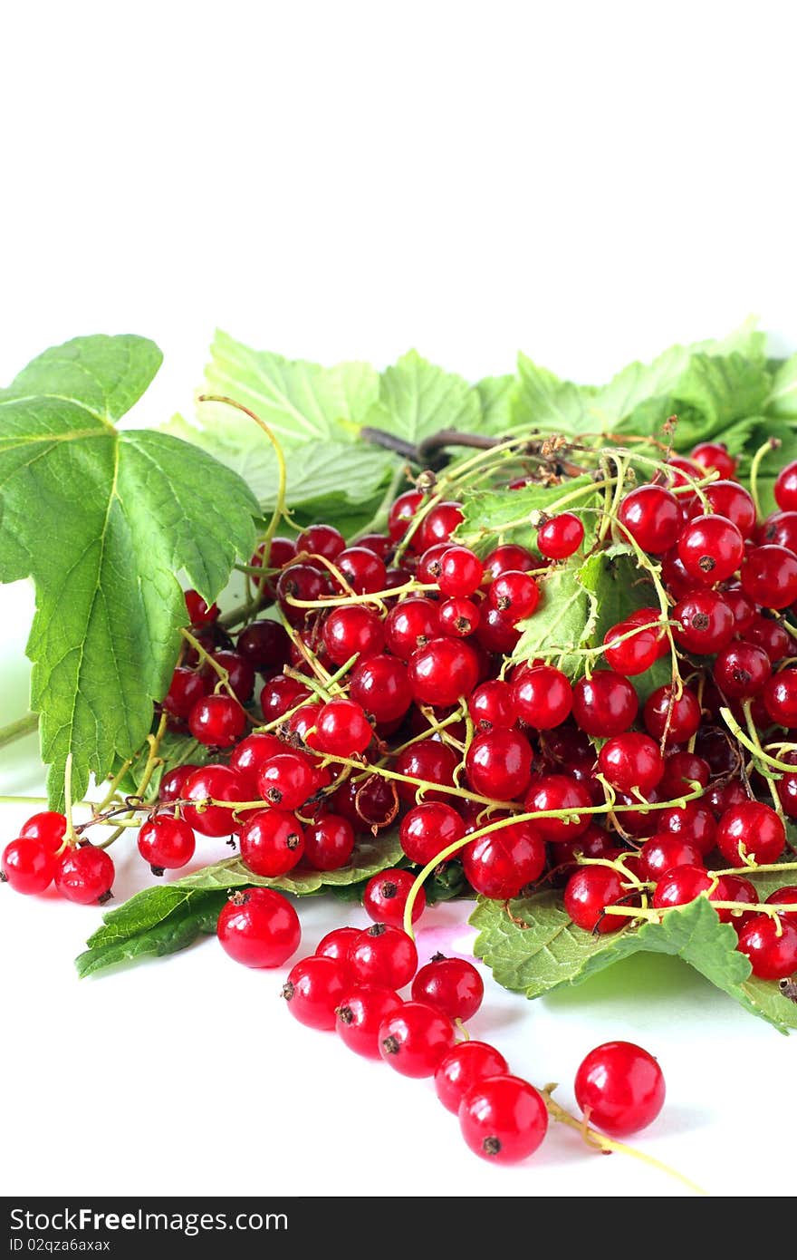 Sprigs of red currants on white background