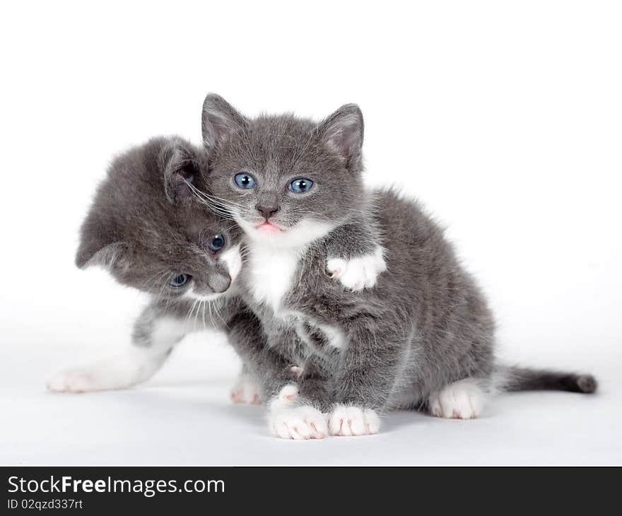 Two blue eyed gray kitten isolated on white