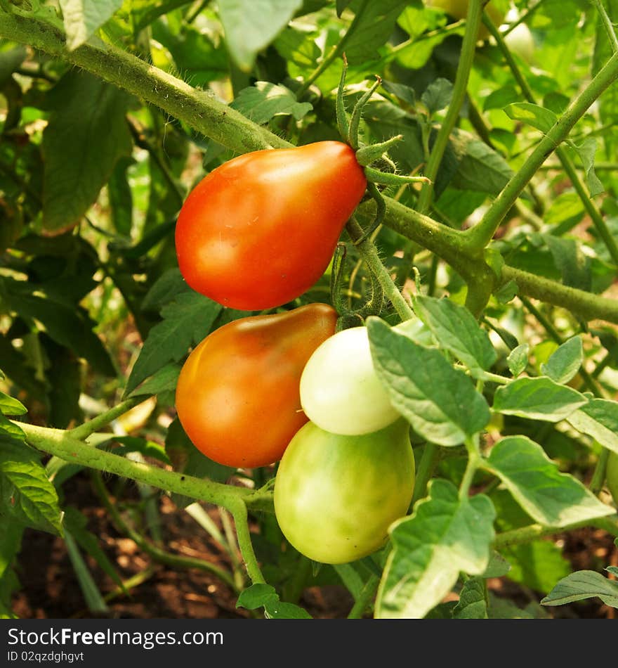 A green tomatos in a garden