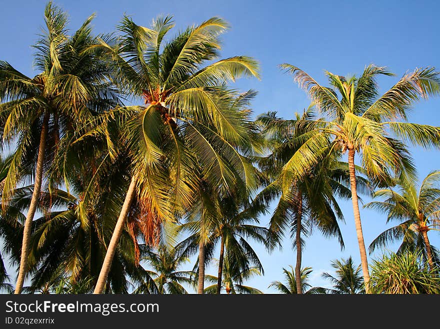 Coconut palms against the sky with fruit