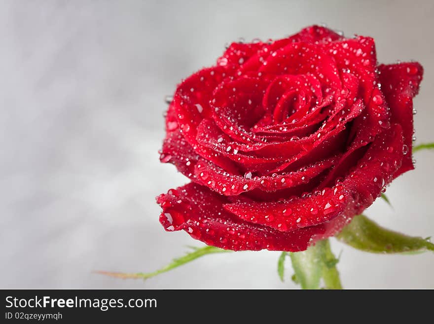 Beautiful close-up rose with water drops. Beautiful close-up rose with water drops