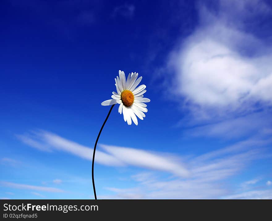 White daisy on blue sky background. White daisy on blue sky background