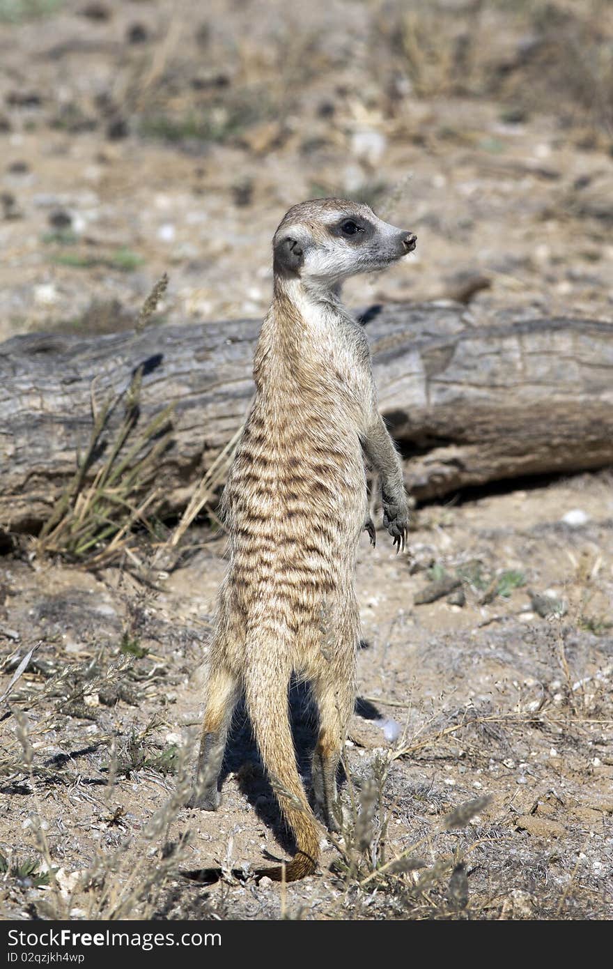 The meerkat or suricate (Suricata suricatta) is a small mammal and a member of the mongoose family. It inhabits all parts of the Kalahari Desert in Botswana and South Africa.