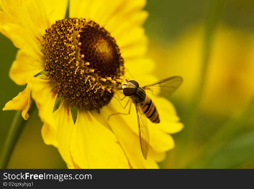 Fly on yellow flower, macro, shallow DOF