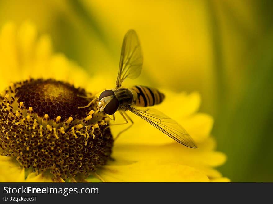 Fly on yellow flower, macro, shallow DOF