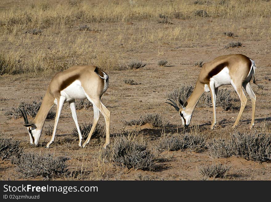 Springbok in the Kalahari Springbok grazing in the Kgalagadi Transfrontier Park