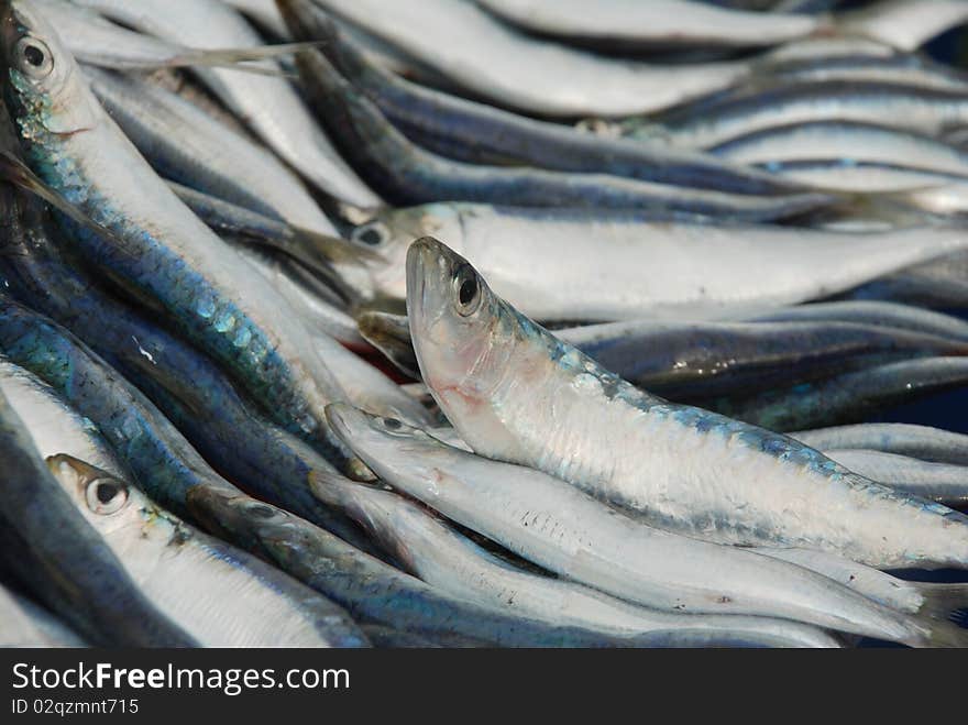 Fresh sardines to fish market