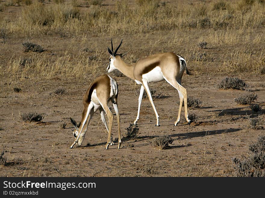 Springbok in the Kalahari Springbok grazing in the Kgalagadi Transfrontier Park