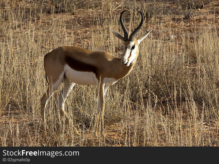 Springbok in the Kgalagadi Transfrontier Park. Springbok in the Kgalagadi Transfrontier Park