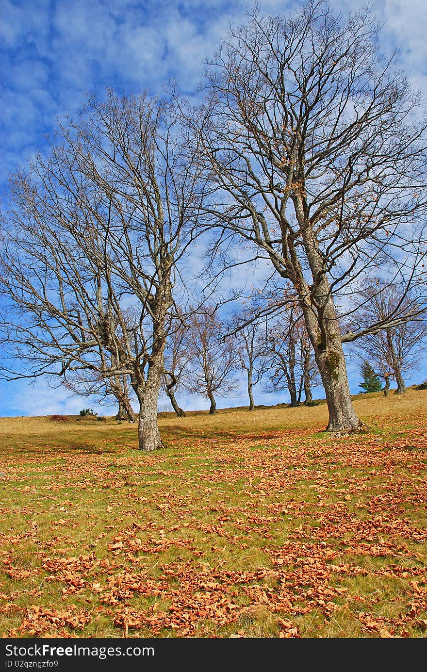 Old beeches on a mountain autumn slope.