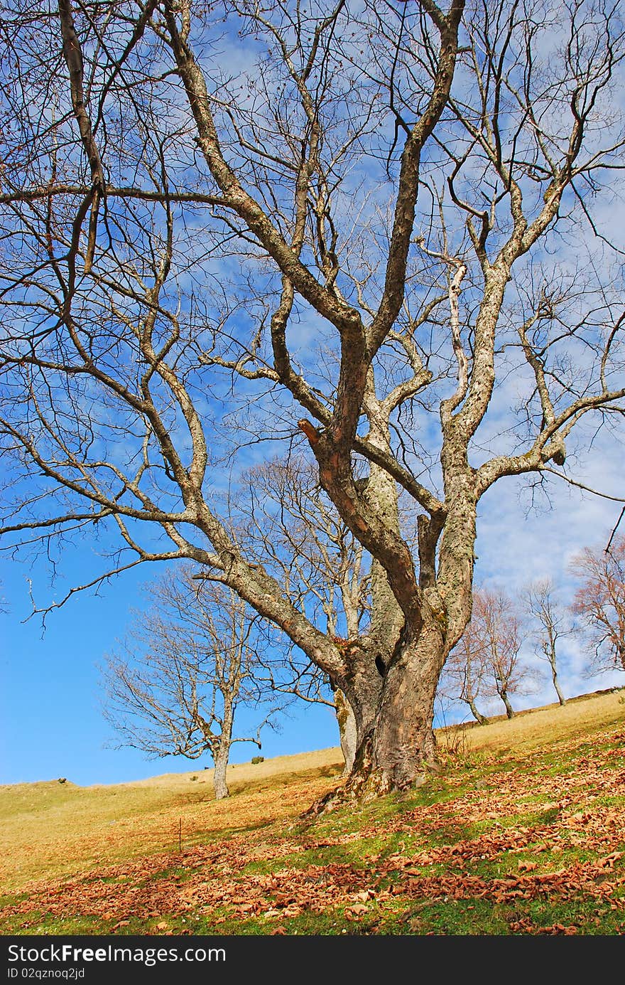 Old beeches on a mountain autumn slope.