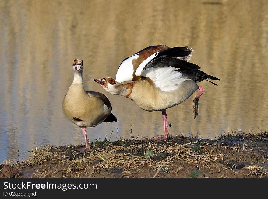 Egyptian Geese