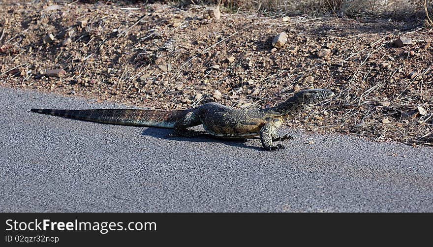 A Monitor at the roadside, South Africa.