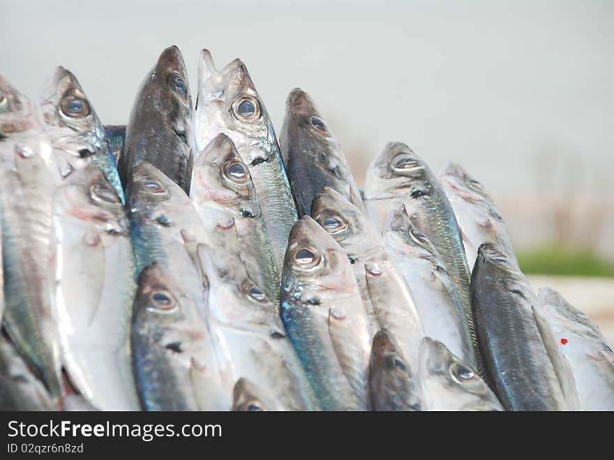 Fresh sardines to fish market