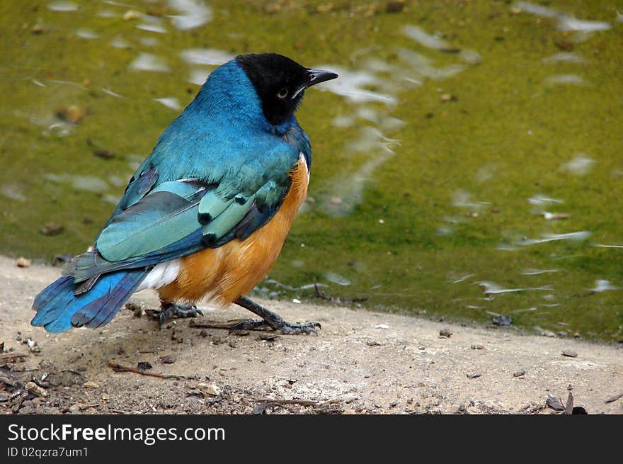 Colorful little african bird called spreo superbus