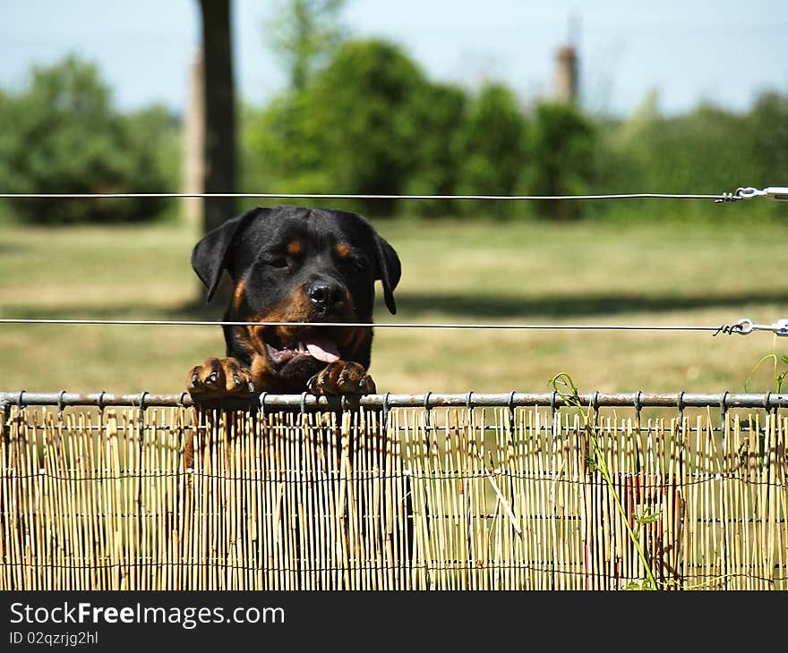 Dog standing by the fence. Dog standing by the fence.