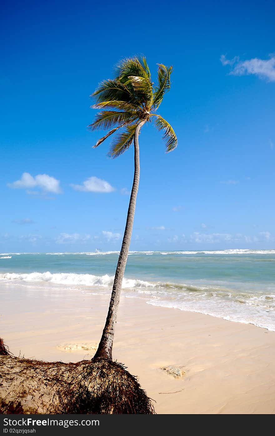 Palm hanging over exotic caribbean beach with the coast in the background.