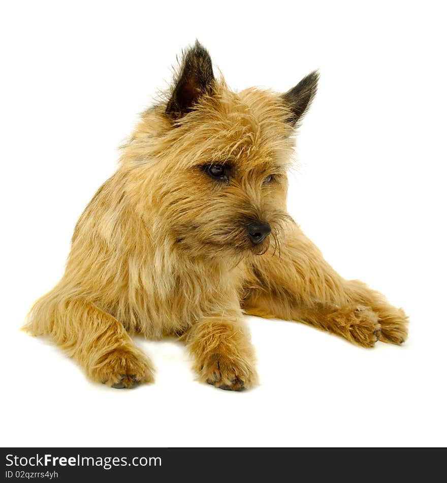 Sweet puppy dog is resting on a white background. The breed of the dog is a Cairn Terrier. Sweet puppy dog is resting on a white background. The breed of the dog is a Cairn Terrier.