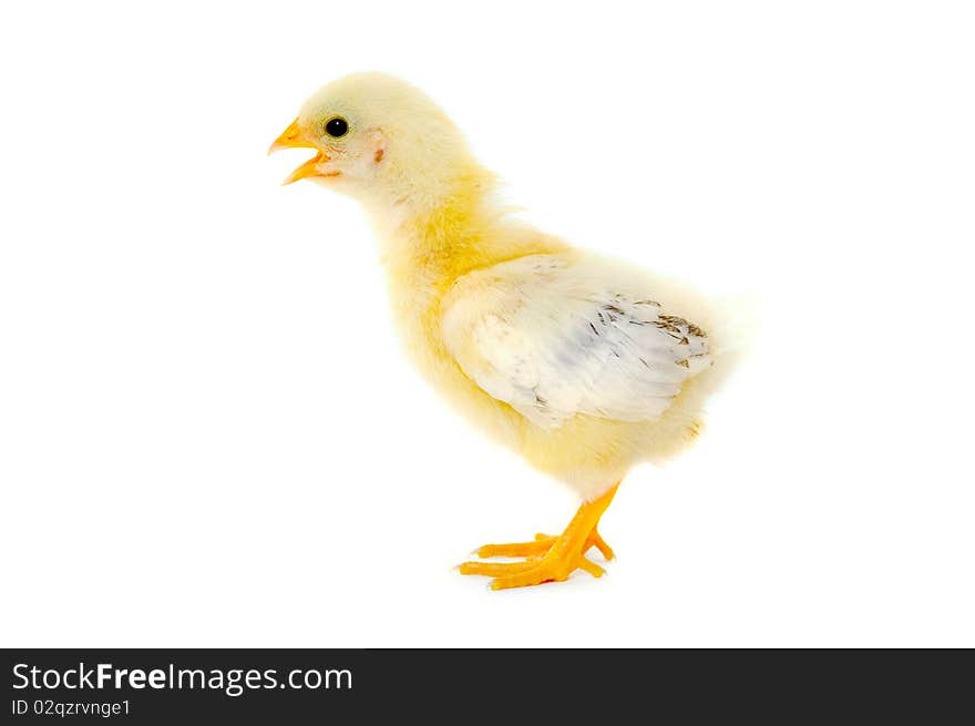 Sweet baby chicken is standing on a clean white background. Sweet baby chicken is standing on a clean white background.