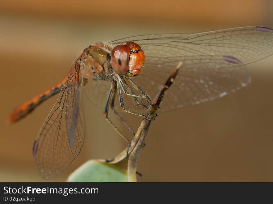 Macro shot of a red dragonfly, resting on a twig. Macro shot of a red dragonfly, resting on a twig