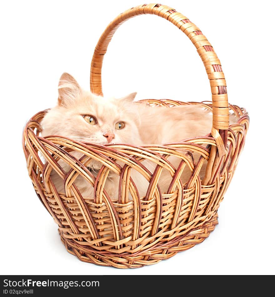 Cat in a basket on a white background