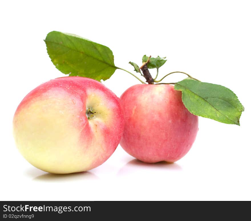 Red apple on white background