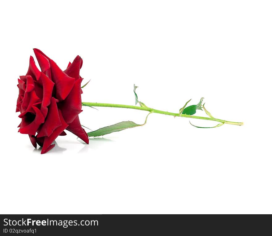 Red rose on a white background