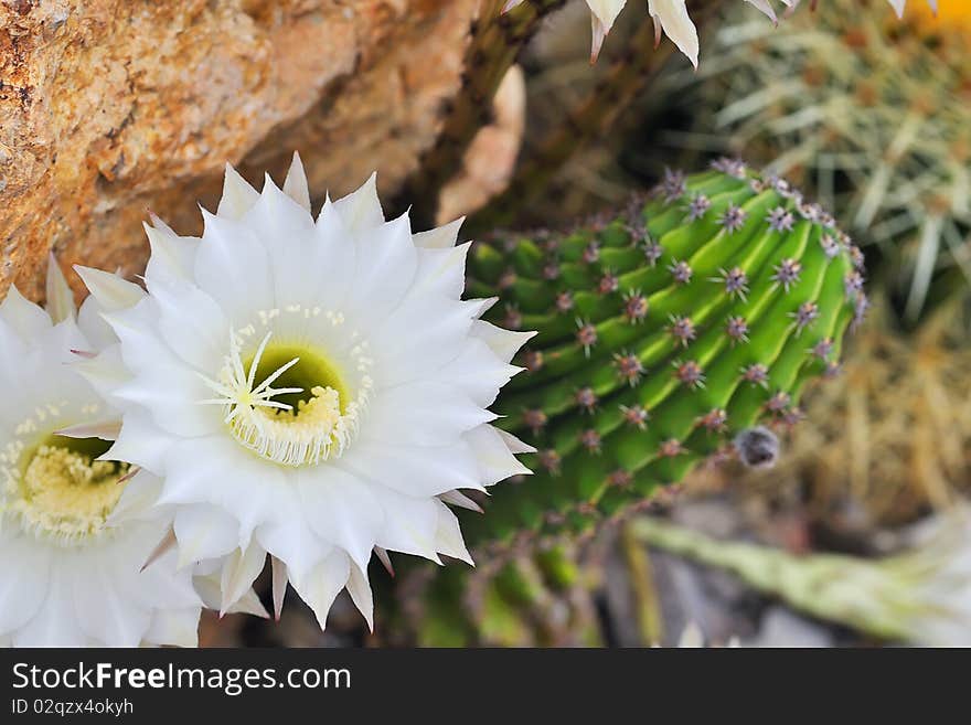 Cereus cactus flower details in garden in summer time