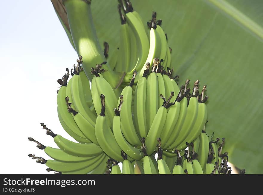 Green bananas (Koh Samui, Thailand)