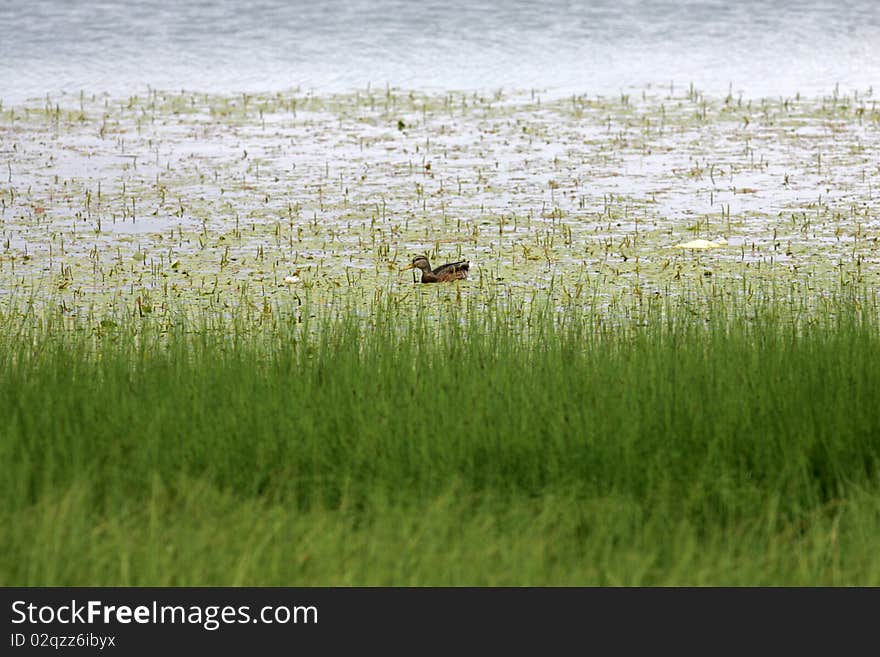 Water plants and wild duck on lake surface. Water plants and wild duck on lake surface