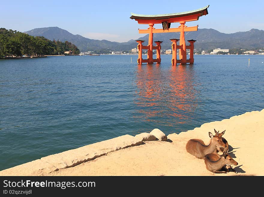 Beautiful Torii in Miyajima at high tide with deers in foreground. Beautiful Torii in Miyajima at high tide with deers in foreground