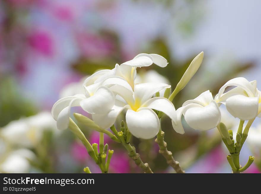 Glorious frangipani or plumeria flowers