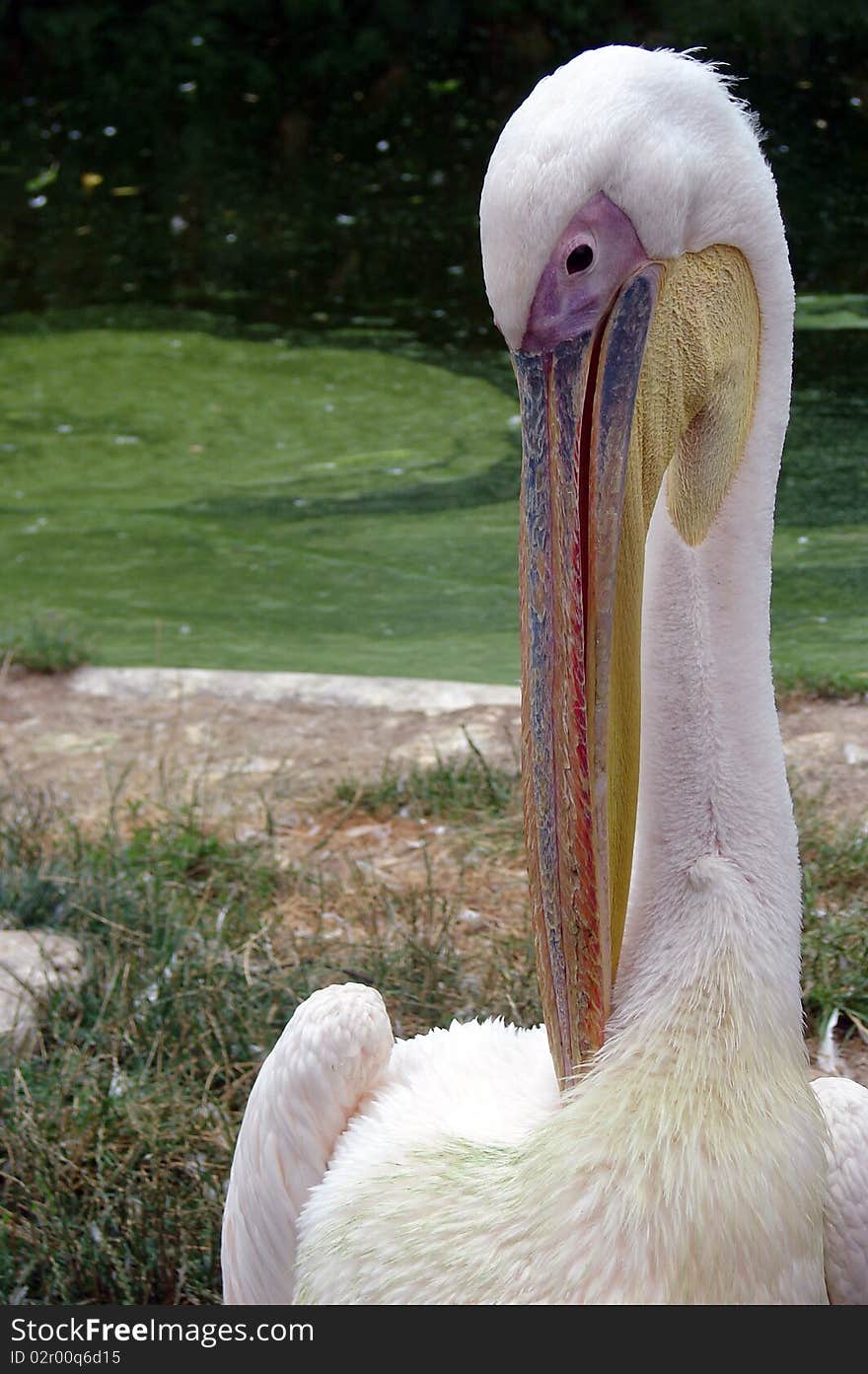 Adult white pelican in the grass