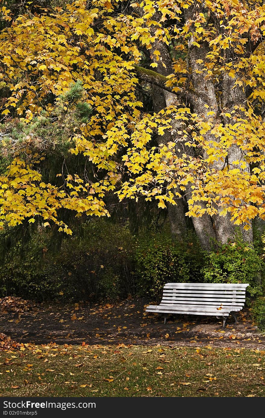 Bench in park on sunny autumn day bellow the tree vertical. Bench in park on sunny autumn day bellow the tree vertical