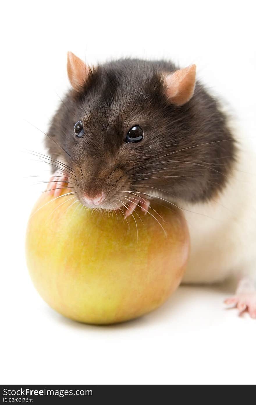 Home rat with yellow apple isolated on white. Home rat with yellow apple isolated on white