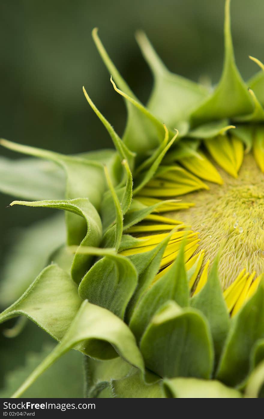 Green sunflower